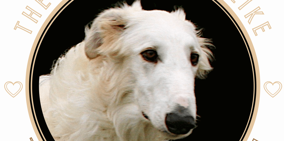 The Graceful and Affectionate Borzoi Dog Breed